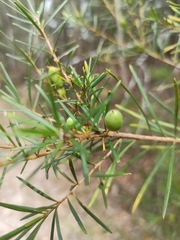 Persoonia virgata