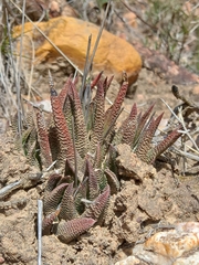 Haworthiopsis scabra