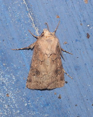 Agrotis bigramma
