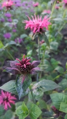 Monarda didyma