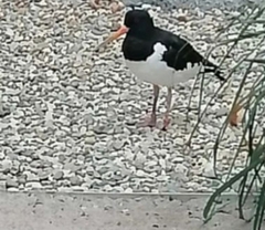 Haematopus ostralegus