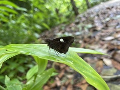 Notocrypta paralysos