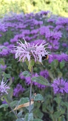 Monarda didyma
