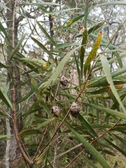 Hakea benthamii