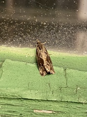 Endothenia quadrimaculana