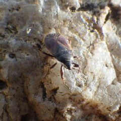 Drymus brunneus