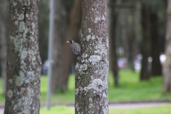 Manorina melanocephala