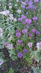 Monarda didyma