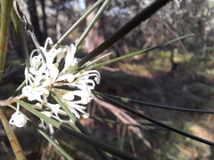Hakea sericea