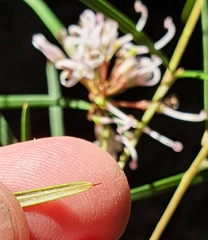 Grevillea linearifolia