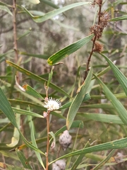Hakea benthamii