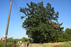 Quercus