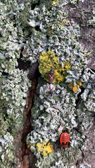 Oxycarenus lavaterae