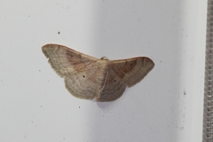 Idaea degeneraria