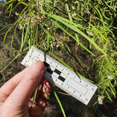 Grevillea linearifolia