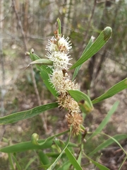 Hakea benthamii