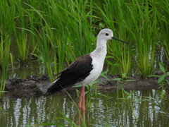 Himantopus himantopus