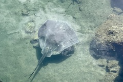 Bathytoshia brevicaudata