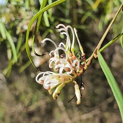 Grevillea linearifolia
