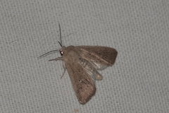 Mythimna sicula