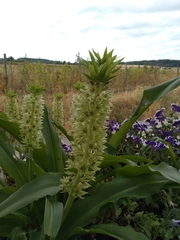 Eucomis bicolor