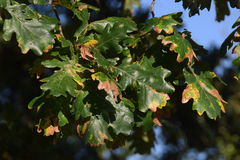 Quercus