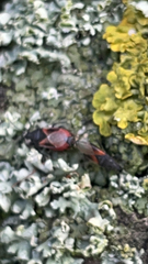 Oxycarenus lavaterae