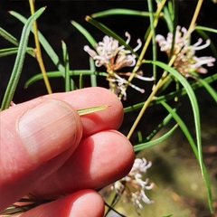 Grevillea linearifolia