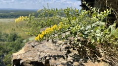 Solidago drummondii