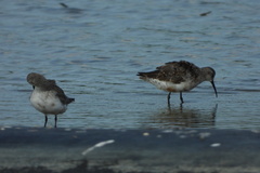 Calidris ferruginea