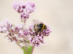 Bombus terrestris