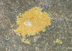 Teloschistaceae
