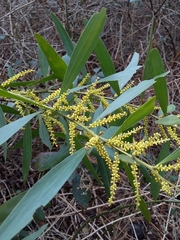 Acacia longifolia longifolia