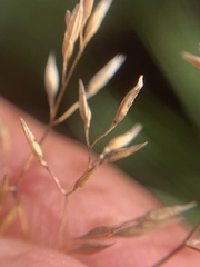 Agrostis