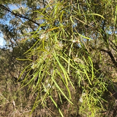 Grevillea linearifolia