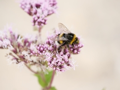Bombus terrestris