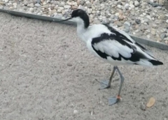 Recurvirostra avosetta