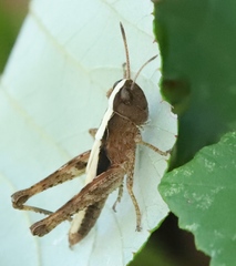 Orthoptera