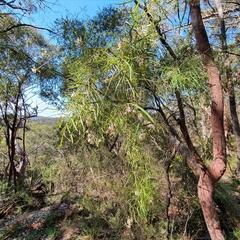 Grevillea linearifolia