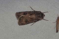 Agrotis clavis