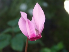 Cyclamen purpurascens