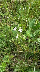 Euphrasia pectinata