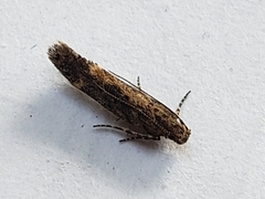 Scrobipalpa ocellatella
