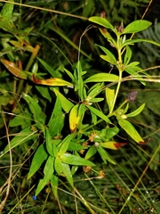 Lysimachia terrestris