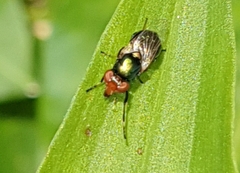 Physiphora alceae