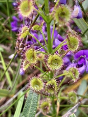 Drosera porrecta