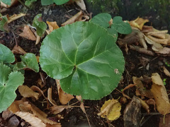 Cyclamen purpurascens