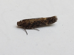 Scrobipalpa ocellatella