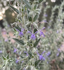 Trichostema lanceolatum