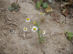 Tripleurospermum inodorum